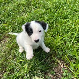 Snoopy - Black and white female Border Collie puppy in Jefferson, Pennsylvania from Willis Farm