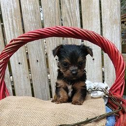 Shih Tzu and Yorkshire Terrier Puppies from Silver Bells Paw Prints