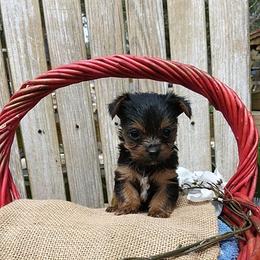 Shih Tzu and Yorkshire Terrier Puppies from Silver Bells Paw Prints
