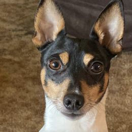 Toy Fox Terriers from Tombstone TFTs