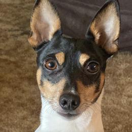 Toy Fox Terriers from Tombstone TFTs