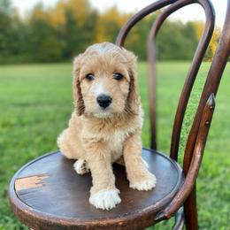 Felix - Red  male Goldendoodle puppy in Stanford, Kentucky from Holloway Goldendoodles