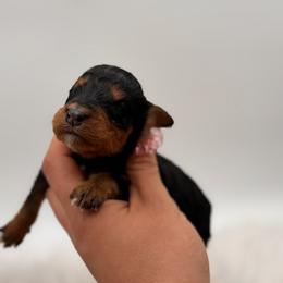 Florida Man - Phantom male Bernedoodle puppy in Ocala, Florida from Bernedoodles of Florida