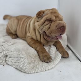 Chinese Shar-Pei, Cocker Spaniel, and Companion Cross Puppies from Mini Hippo Land