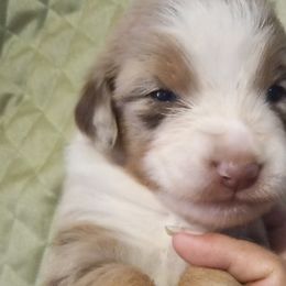 Girl 2 - Red merle Australian Shepherd puppy in Belleville, West Virginia from Chasitys Australian Shepherds