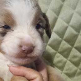 Girl 2 - Red merle Australian Shepherd puppy in Belleville, West Virginia from Chasitys Australian Shepherds