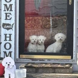 Bichon Frise puppies from BichonSTL