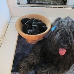 Briard Puppies from Sendero Briards