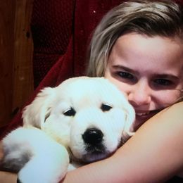 Golden Retriever Puppies from Happy Home English Cream Golden Retriever Breeders of SC