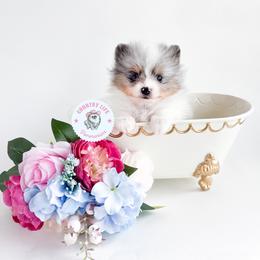 Pomeranian Puppies from Country Life Pomeranians