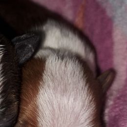 Boston Terrier Puppies from M&Bs Boston Terriers