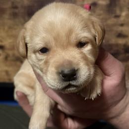 Belle - Yellow female Labrador Retriever puppy in Kossuth, Pennsylvania from Barrett Farm Labradors