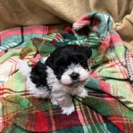 Peanut - Black & white male Maltipoo puppy in Lawrenceburg, Tennessee from LUV Poodles and Maltipoos