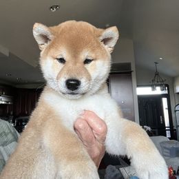Boy 1 - Red male Shiba Inu puppy in Nampa, Idaho from Hillsdale Shiba Inu