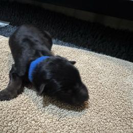 River - Black and tan male German Shepherd puppy in Barnhart, Missouri from Combat Creek German Shepherds