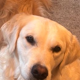 Aria - Golden Retriever