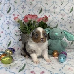 Boy 2 - male Miniature American Shepherd puppy in Kalama, Washington from Lone Pine Miniature American Shepherds