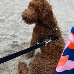 Aussiedoodle and Goldendoodle All Grown Up from Hunting Creek Kennels