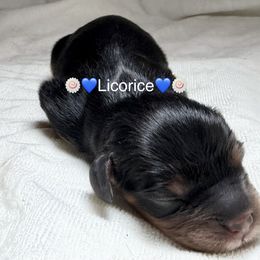 Licorice (Ricki) - Black and tan male Cavalier King Charles Spaniel puppy in Auburn, Washington from Enchanted Cavaliers