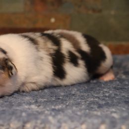 Sally - Blue merle female Miniature Australian Shepherd puppy in Goliad, Texas from Sassy Lil Aussies and Diamond W Poodles