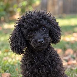 Raya - Poodle