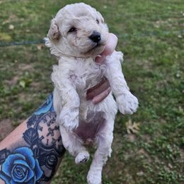 Red collar female - Cream female Poodle puppy in Stuart, Virginia from Pine Ridge Kennels