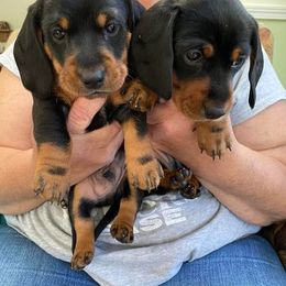 Dachshund Puppies from Winnie’s Doxys