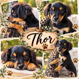 Thor - Black and tan male Yorkipoo puppy in Chattanooga, Tennessee from Joyfull Pals