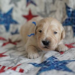 Golden Retriever Puppies from Double Down Retrievers