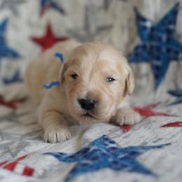 Golden Retriever Puppies from Double Down Retrievers