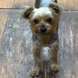 Belle - Yorkshire Terrier