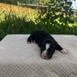 Black Tri Female - Black tri female Miniature Australian Shepherd puppy in Stuart, Virginia from Apple Tree Mini Aussies