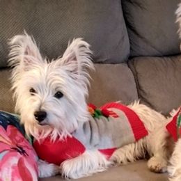 West Highland White Terriers from Breezys Babies