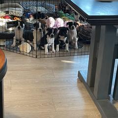 Staffordshire Bull Terrier Puppies from Sassafras’s Staffords