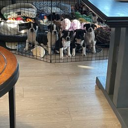 Staffordshire Bull Terrier Puppies from Sassafras’s Staffords