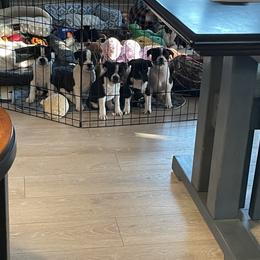 Staffordshire Bull Terrier Puppies from Sassafras’s Staffords