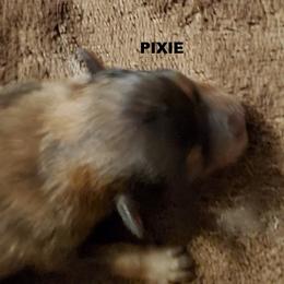Pixie Dust (AKC) - Orange sable female Pomeranian puppy in West Newton, Pennsylvania from Donna's Pomeranians