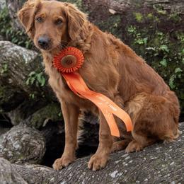 Golden Retriever Puppies from True Grit Golden Retrievers