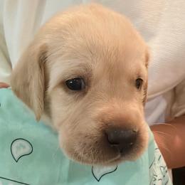Girl 2 - female Labrador Retriever puppy in Palm Beach County, Florida from Robin's Labrador Retrievers