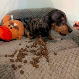 Enzo - Dapple male Dachshund puppy in Crosby, Texas from House of Slinkys