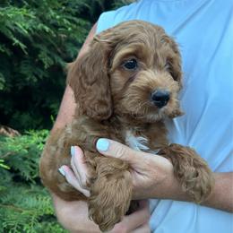 Marshall - Red male Cockapoo puppy in Strasburg, Pennsylvania from Dana's Domain Cockapoos
