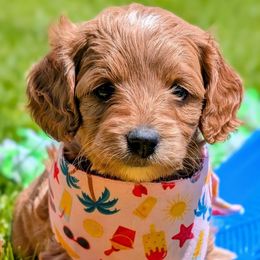 Cinnamon - Red  female Goldendoodle puppy in Alta, Utah from BestieDoodles