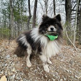 Fossil - Blue merle female Pomeranian puppy in Buck Valley, Pennsylvania from Buck Valley Pomeranians