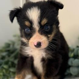 Tate - Black tri male Toy Australian Shepherd puppy in Ambrose, Georgia from Brandilyn's Aussies