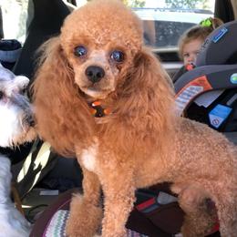 Hoss - Poodle