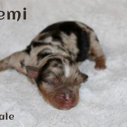 Remi - Blue merle female Miniature Australian Shepherd puppy in Paris, Texas from Kuttin’ Up Mini Aussies