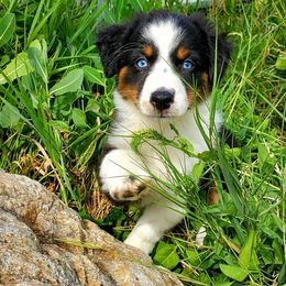 Australian Shepherd Puppies from Blue Sage Aussies