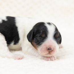 Cockapoo Puppies from Firm Foundation Cockapoos