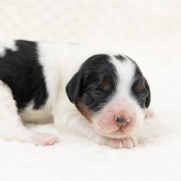 Cockapoo Puppies from Firm Foundation Cockapoos