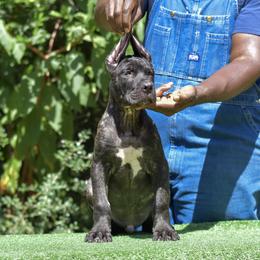 Male 2 - Black brindle male Cane Corso puppy in Willis, Texas from Royal Guardian Cane Corso